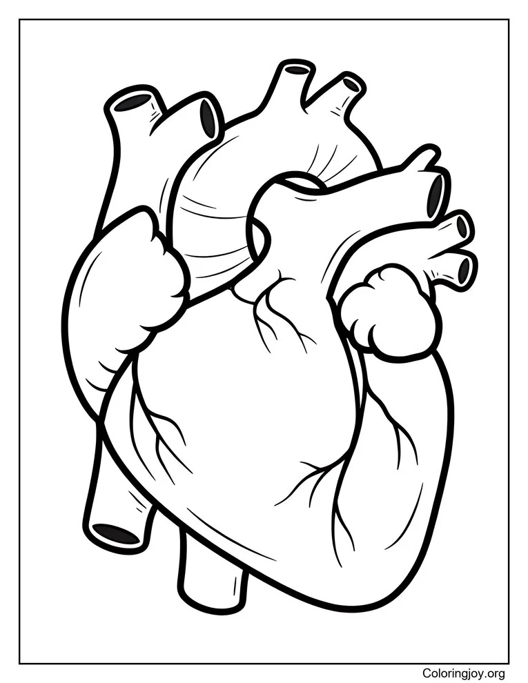 Página para colorear de corazón humano anatómico