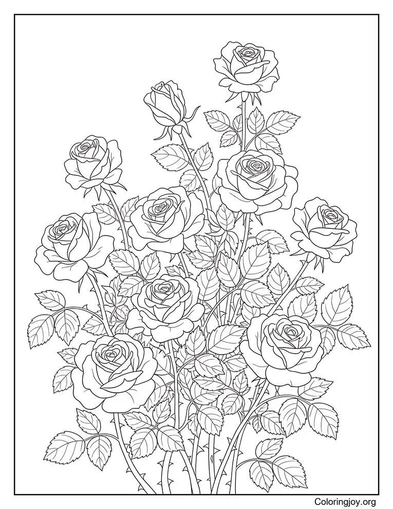 Rose Bush Coloring Page